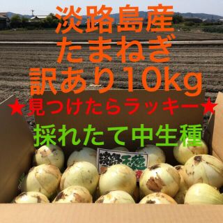 ★見つけたらラッキー★ 淡路島産　玉ねぎ　10kg 訳あり(野菜)