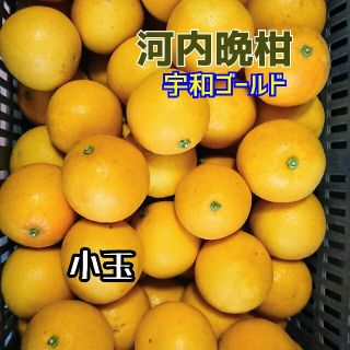 【今季最終】愛媛産☆河内晩柑(宇和ゴールド)☆小玉 家庭用  10ｷﾛ箱(フルーツ)