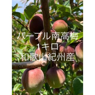 パープル南高梅　1kg 和歌山紀州産 残りわずかとなります(フルーツ)