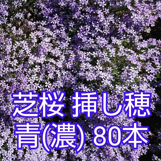 芝桜 挿し穂 青(濃)80本 ハンドメイドのフラワー/ガーデン(その他)の商品写真