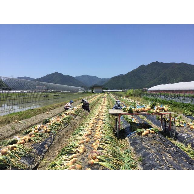 商品到着後すぐに吊るせる‼️採れたて新鮮❗️玉ねぎ5キロ入❗️ 食品/飲料/酒の食品(野菜)の商品写真