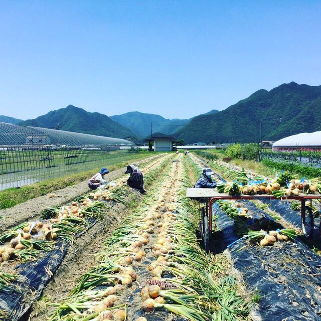 商品到着後すぐに吊れます‼️新鮮採れたて！10kg入❣️ 食品/飲料/酒の食品(野菜)の商品写真