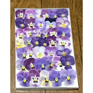 500円‼️③ 銀の紫陽花感謝作った超お買い得ビオラのドライフラワーです‼️(ドライフラワー)