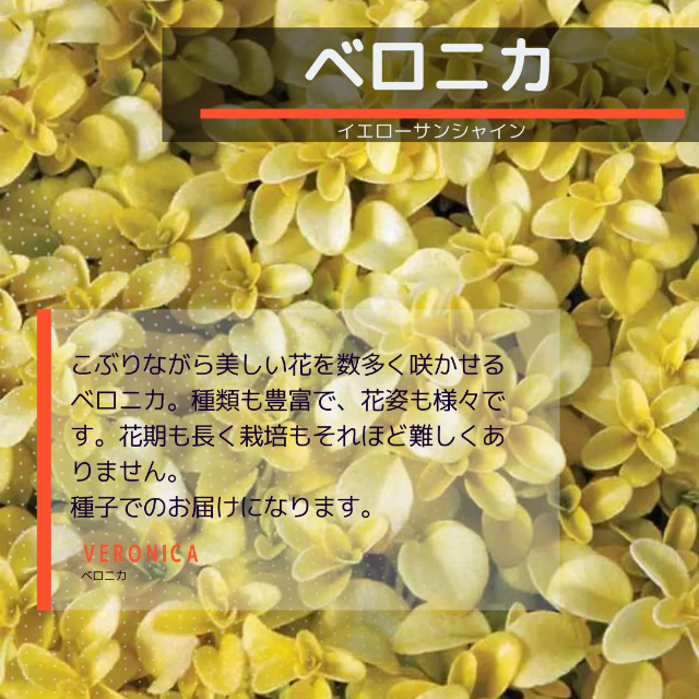 ネコポス　ベロニカNo.05☆イエローサンシャイン☆　種子12粒 ハンドメイドのフラワー/ガーデン(その他)の商品写真