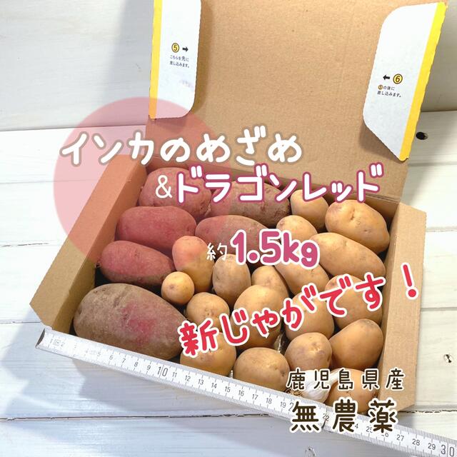 鹿児島県産　新じゃがいも インカのめざめ&ドラゴンレッド　約1.5kg 食品/飲料/酒の食品(野菜)の商品写真