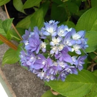 青い紫陽花　抜き苗(その他)