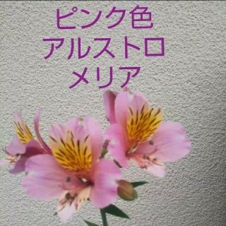 ピンク色 アルストロメリア苗 3セット ■育て方説明書付き♪(その他)