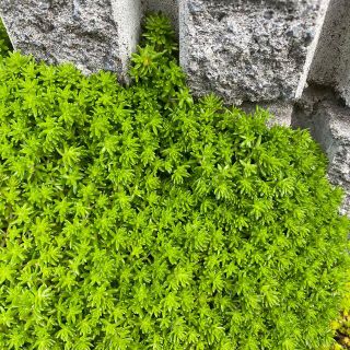 セダム☆初心者にも安心♪よく増える多肉植物（＾ν＾）(その他)