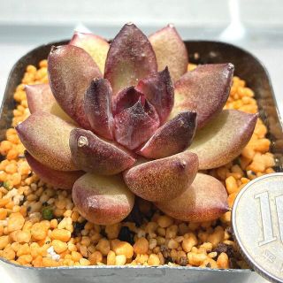 特価‼️韓国苗‼️多肉植物 エケベリア ブラックローズ (黒薔薇）カット苗１(その他)