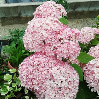 ピンクアナベル　アジサイ　紫陽花　観葉植物　ガーデニング(その他)