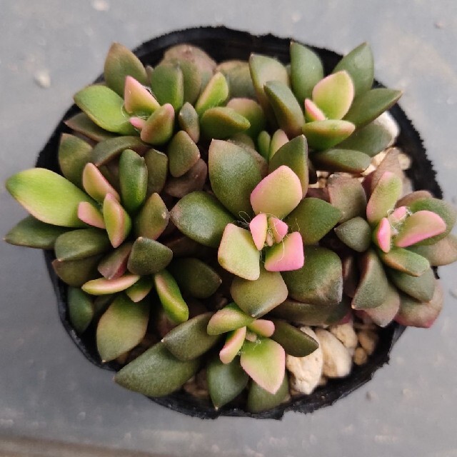 ハンドメイド多肉植物　桜吹雪