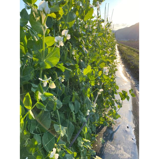 【兵庫県産❗️】新鮮野菜セットをクール便でお届け❣️ 食品/飲料/酒の食品(野菜)の商品写真