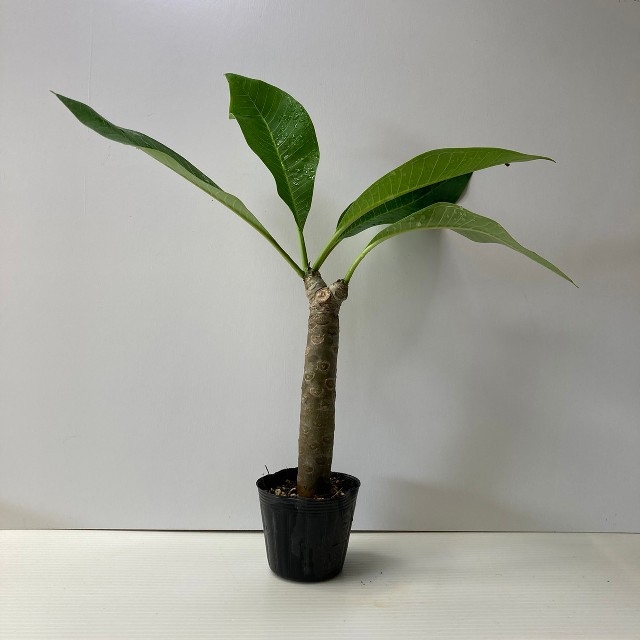 〈観葉植物〉【mm様専用】沖縄から！2又のプルメリアの苗(送料込み) ハンドメイドのフラワー/ガーデン(その他)の商品写真