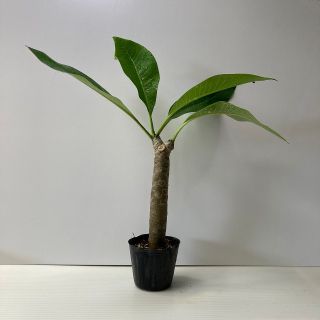 〈観葉植物〉【mm様専用】沖縄から！2又のプルメリアの苗(送料込み)(その他)