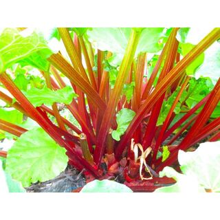 信州産　赤系ルバーブ　２kg(野菜)