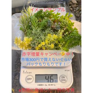 30g セダム詰め合せお得パックもりもり　初心者向け(プランター)