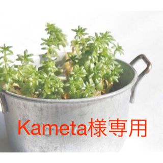 Kameta 様専用　多肉植物 クーペリー・ブラックローズ セット(その他)