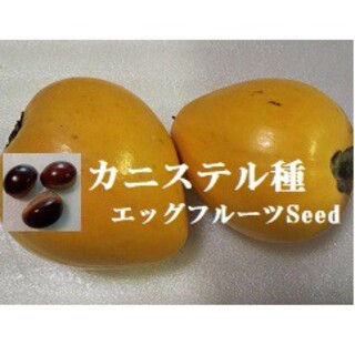 S0525　カニステルの種３粒　エッグフルーツ種子　果物のたね　熱帯果樹(フルーツ)