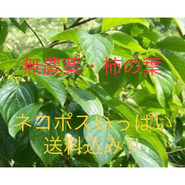 無農薬・柿の葉 ハンドメイドのフラワー/ガーデン(その他)の商品写真
