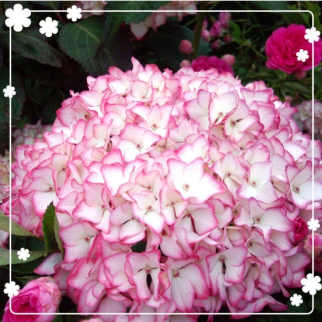 紫陽花　挿し穂 ハンドメイドのフラワー/ガーデン(その他)の商品写真