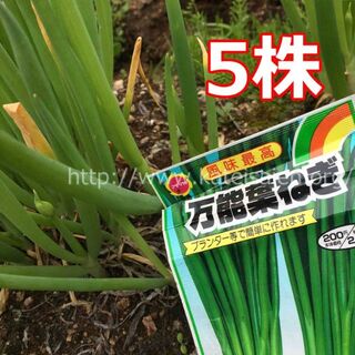 ■万能ねぎ 青ネギ苗 5本セット 薬味 ネギ プランター栽培OK♪(その他)