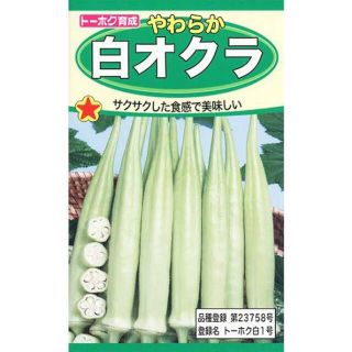 白オクラ　種　40粒(野菜)