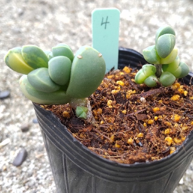 ちするメセ 多肉植物 夕波 (レーマニー) 抜き苗 よろしくお