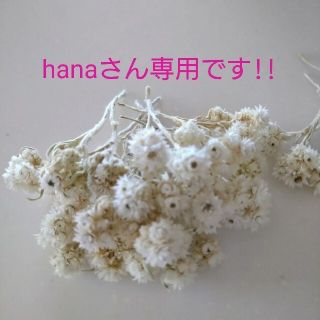 hanaさん専用です!!　【訳有り】⑭花材 カワラハハコ☆ヘッド(ドライフラワー)