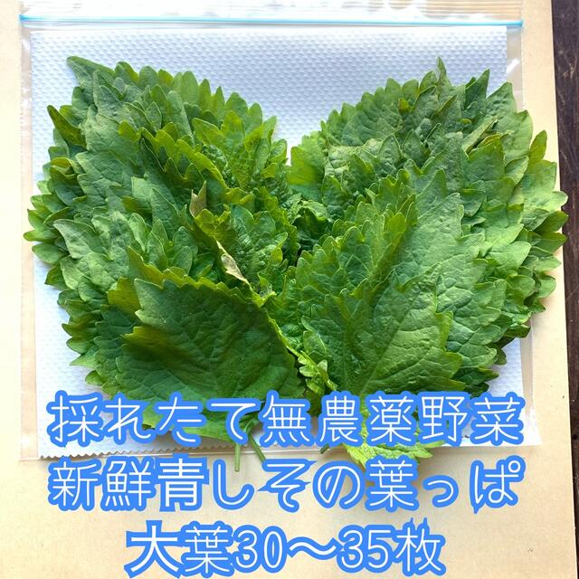 採れたて青しその葉っぱ/大葉＊30〜35枚＊無農薬野菜＊青じそ＊シソの葉＊ 食品/飲料/酒の食品(野菜)の商品写真