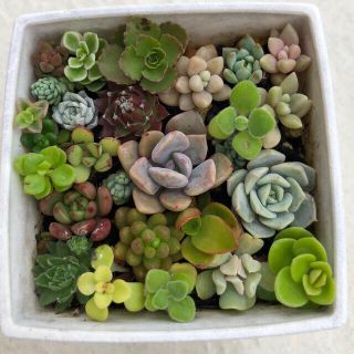 【多肉植物】レア品種入り寄せ植え苗セット　◎福岡より発送致します(その他)