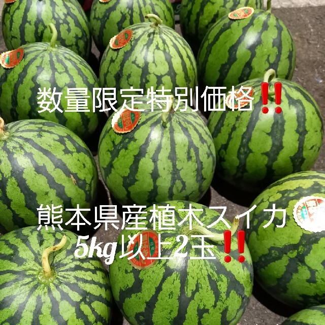 訳あり！超特価！数量限定　熊本県産植木スイカ　大玉2玉入り(1玉あたり6～8kg 食品/飲料/酒の食品(フルーツ)の商品写真