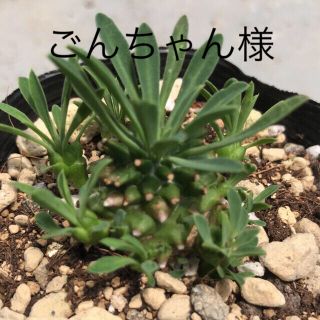 多肉植物　ユーフォルビア　峨眉山とリトルミッシー　抜き苗(その他)