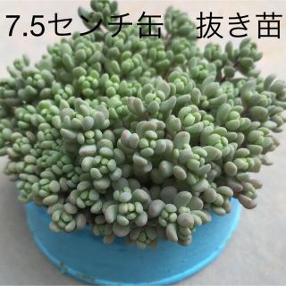 多肉植物　セダム  パープルヘイズ 抜き苗(その他)