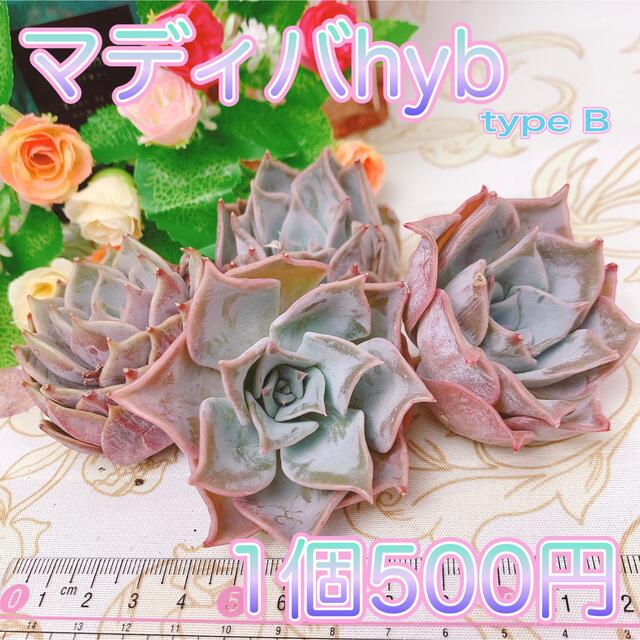 多肉植物　マディバhyb typeB ハンドメイドのフラワー/ガーデン(その他)の商品写真