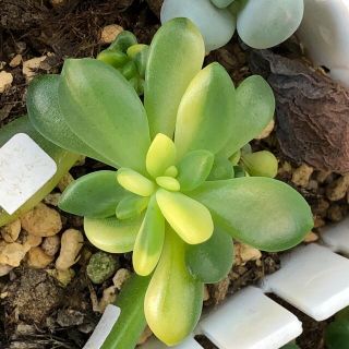 多肉植物^o^ シャンパンライム錦 小苗