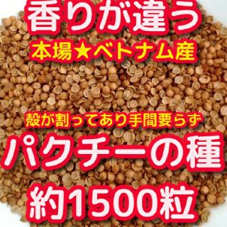 パクチーの種約1500粒★本場ベトナム産（ニンタマ様専用）(野菜)