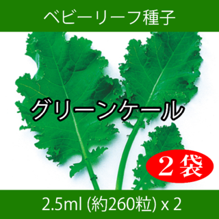 ベビーリーフ種子 B-34 グリーンケール 2.5ml 約260粒 x 2袋(野菜)