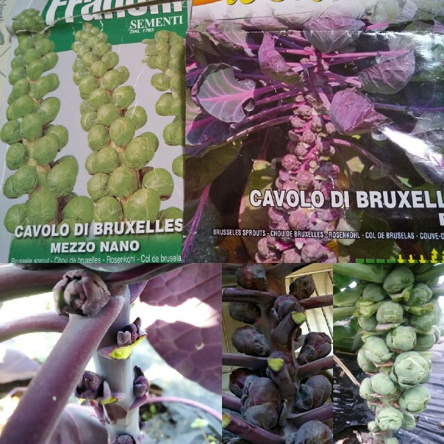 秋の準備   人気の4種 芽キャベツ ロマネスコなど ハンドメイドのフラワー/ガーデン(その他)の商品写真