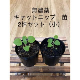  無農薬　キャットニップ　苗　2株セット（小）(プランター)