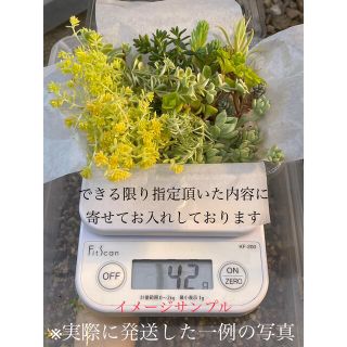 30g セダム詰め合せ　お得パックもりもり(その他)