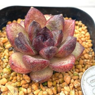 特価‼️韓国苗‼️多肉植物 エケベリア ブラックローズ (黒薔薇）カット苗５(その他)