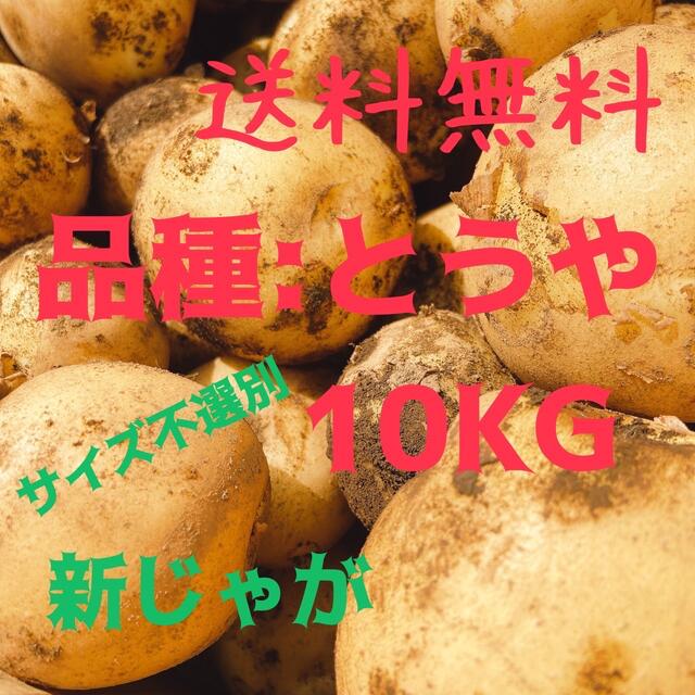 当日収穫 10kg 新じゃが とうや サイズ不選別 じゃがいも 馬鈴薯 茨城県産 食品/飲料/酒の食品(野菜)の商品写真