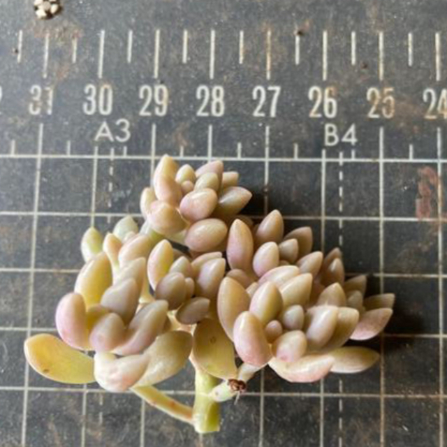姫秀麗　多肉植物　グラプトプタルム属 ハンドメイドのフラワー/ガーデン(その他)の商品写真