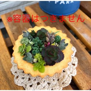 無農薬　多肉植物　ちまちま寄せ植え 　セダム　15種類以上　グリーンセット　(その他)