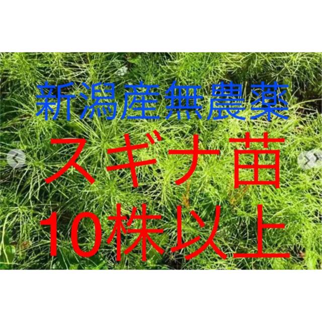 野草祭♪ 新潟産 無農薬スギナ 苗10株以上 食品/飲料/酒の食品(野菜)の商品写真