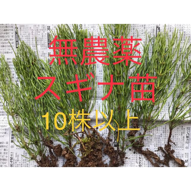 野草祭♪ 新潟産 無農薬スギナ 苗10株以上 食品/飲料/酒の食品(野菜)の商品写真