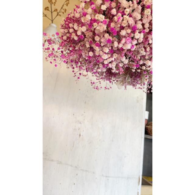 かすみ草ピンクとマゼンタ、リモニウムのフライングリース○ドライフラワーリース  ハンドメイドのフラワー/ガーデン(リース)の商品写真