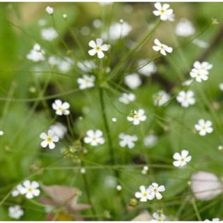 採取したて　珍しいお花の種　アンドロサセ　スターダスト  100粒以上(その他)