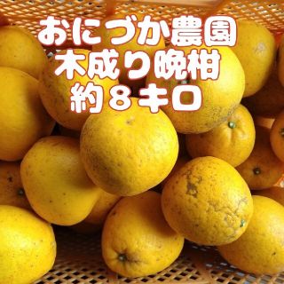 約８キロ☆木成り晩柑 河内晩柑(フルーツ)