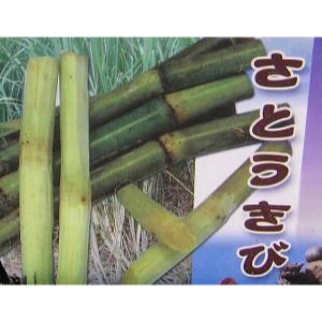 宮古島産さとうきび ・無農薬 (長さ25cm前後) 食品/飲料/酒の食品(野菜)の商品写真